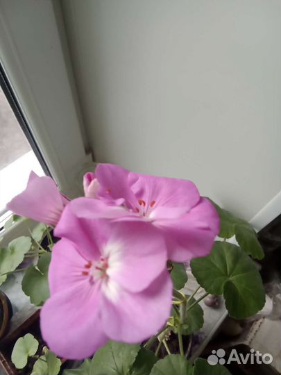 Пеларгония герань