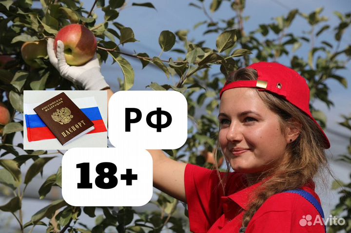 Сборщик яблок вахта