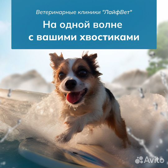 Комплексные ветеринарные услуги, ветклиника