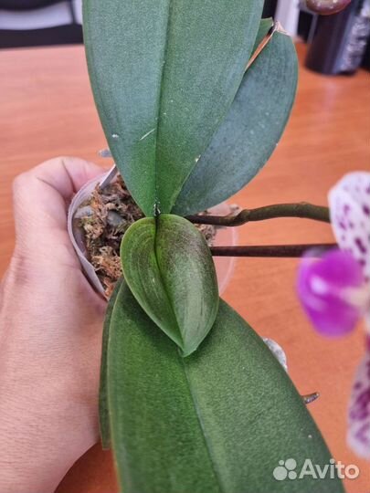 Орхидея фаленопсис бабочка