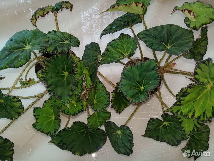 Комнатные цветы / Бегония тигровая