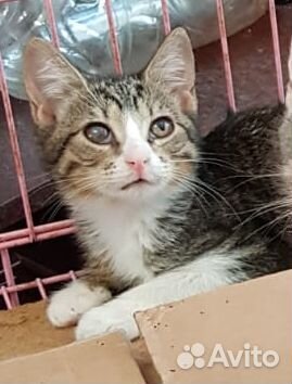 Многострадальным малышам очень нужна передержка