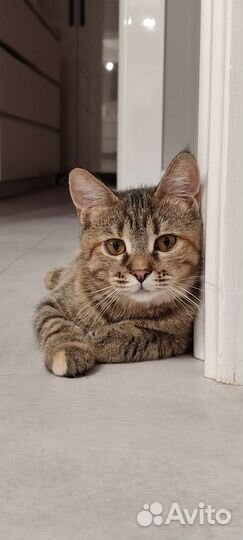 Котенок Верочка