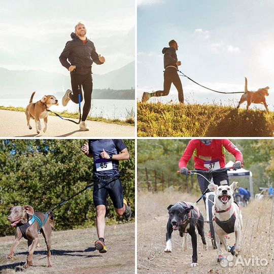 Поводки для бега с собакой, 2 амортизатора, +пояс