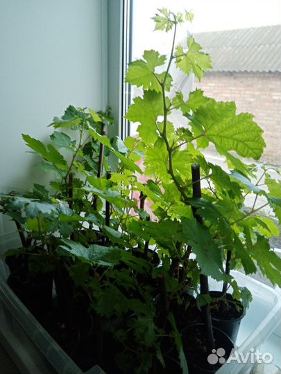 Саженцы винограда