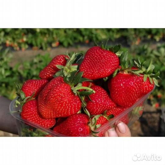 Саженцы клубники