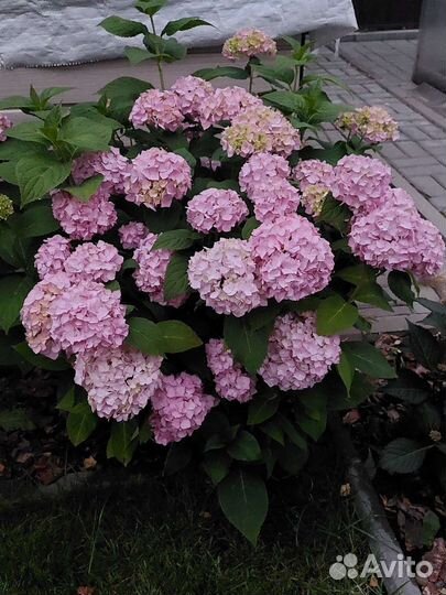 Гортензия саженцы