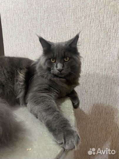 Коты на вязку