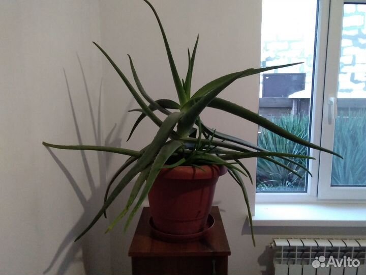Продам алоэ лечебный