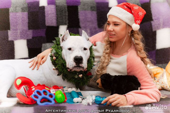 Аргентинский дог