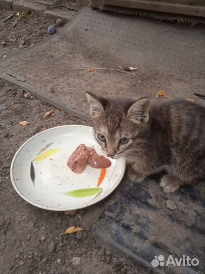 Девочка в добрые руки