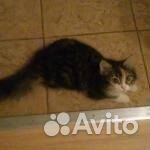 Пушистая кошка Мася 10 мес стерилизована