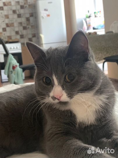 Кошка бесплатно