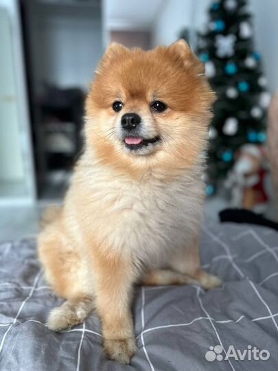 Случка собак