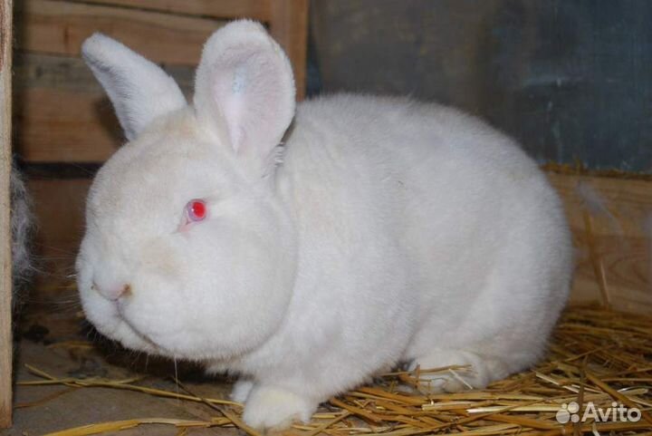 Кролики новозеландские белые
