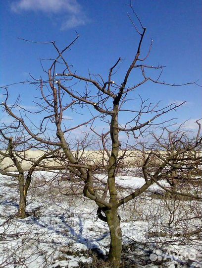 Обрезка плодовых деревьев и кустарников