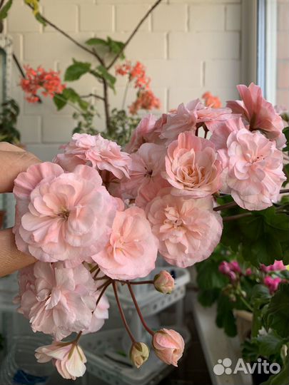 Пеларгония. Список