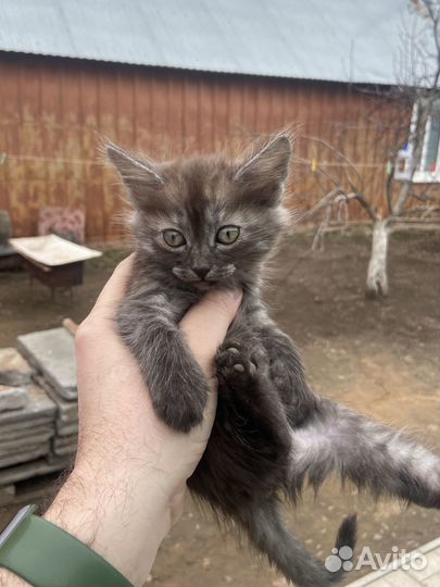 Отдам котят в хорошие руки