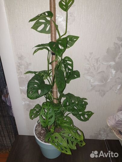 Монстера адансона