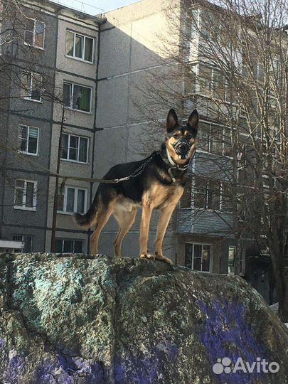 Вео, отдам бесплатно в опытные руки