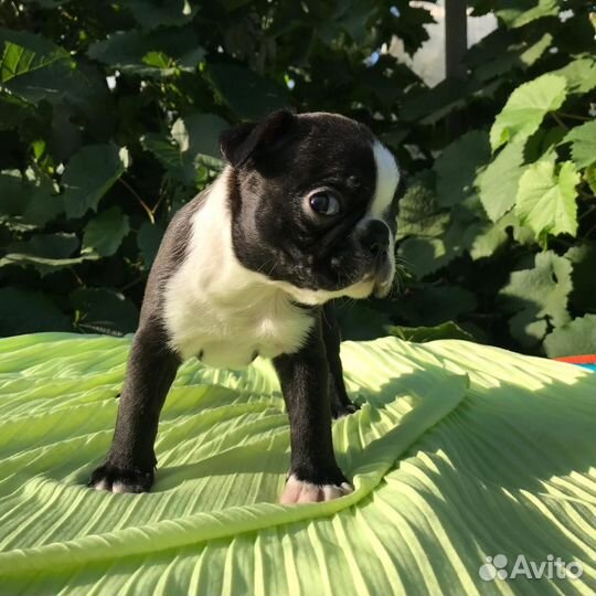 Бостон Терьер