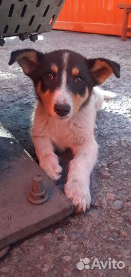 Двортерьер