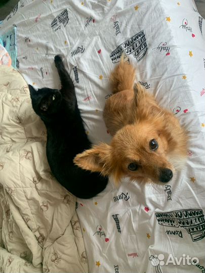 Маленькая собачка в добрые руки