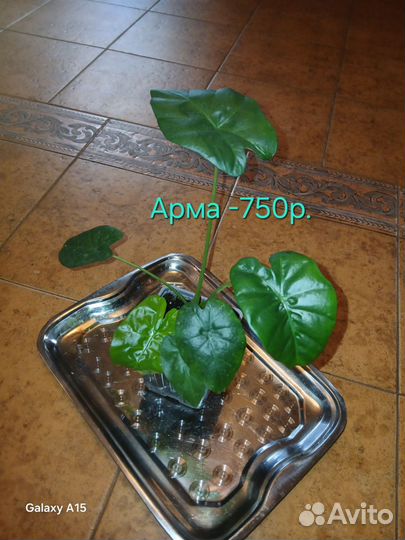 Алоказия Арма