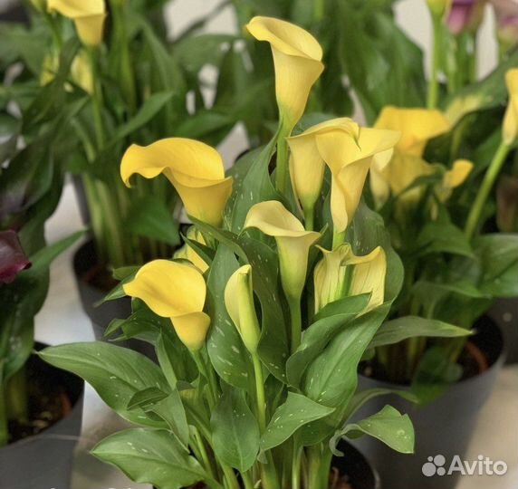 Калла клубни разные