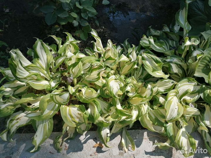 Хосты сортовые