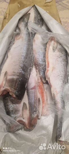 Кижуч, Нерка, Горбуша свежеморженная