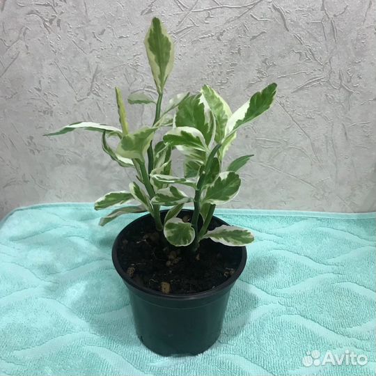 Комнатные растения цветы