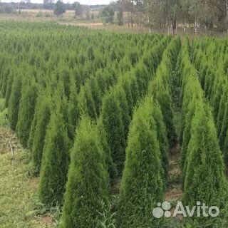 Туи Колонна 1,5м