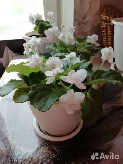 Комнатные растения цветы