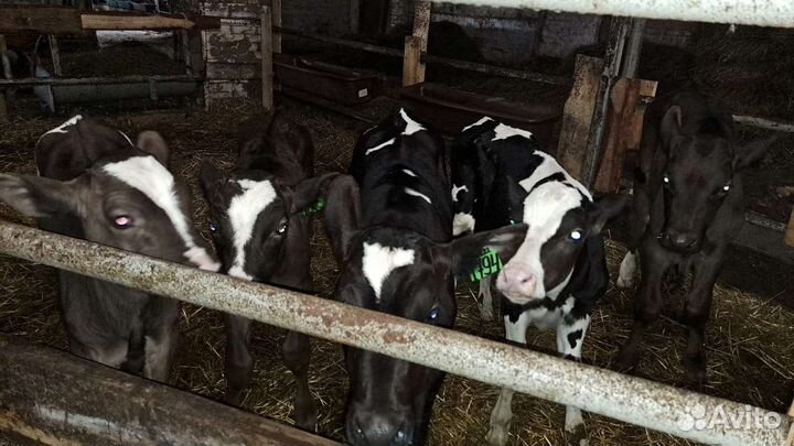 Бычки на откорм