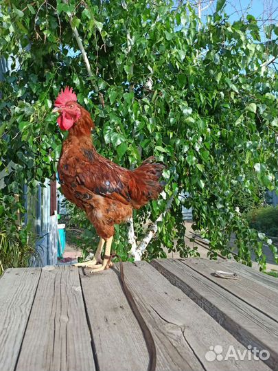 Молодые петухи