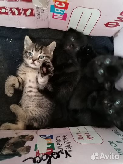 Котята в добрые руки