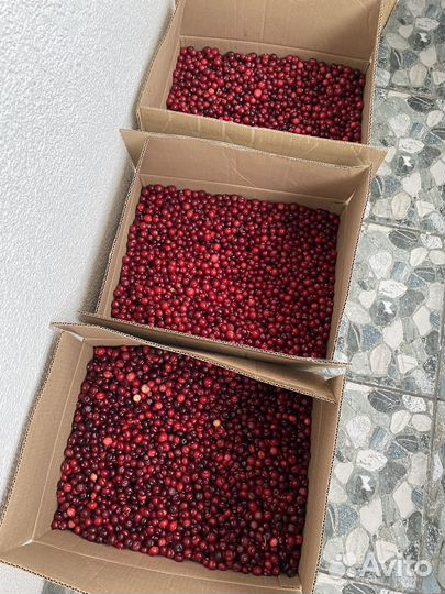 Клюква свежая