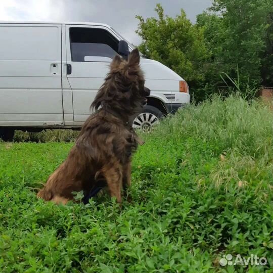 В добрые руки