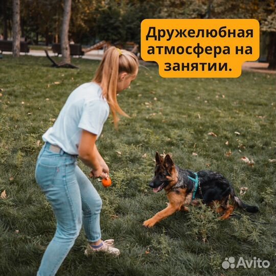 Дрессировка собак, кинолог, зоопсихолог