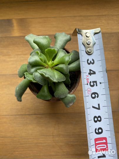 Суккулент Адромискус гребенчатый