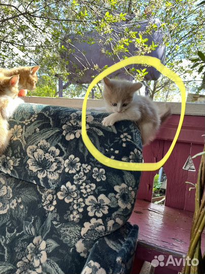 Котята отдам в добрые руки бесплатно