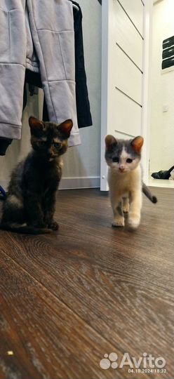 Котята девочки в добрые руки