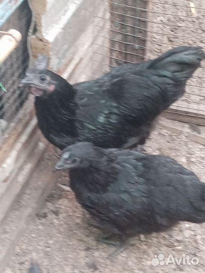 Куры молодки