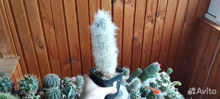 Кактус Oreocereus Trollii