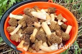 Грибы свежие