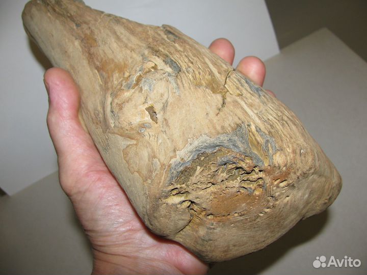 Окаменелое дерево (в коллекцию)