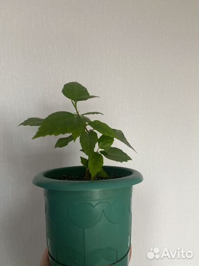 Гибискус китайская роза