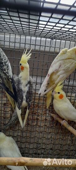 Попугаи от заводчика