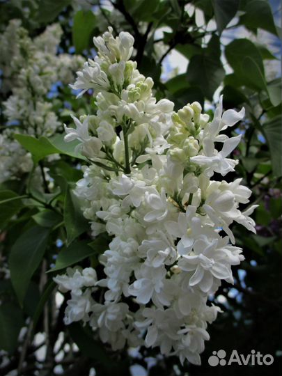 Саженцы белой душистой сирени